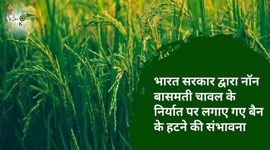 भारत सरकार द्वारा नॉन बासमती चावल के निर्यात पर लगाए गए बैन के हटने की संभावना
