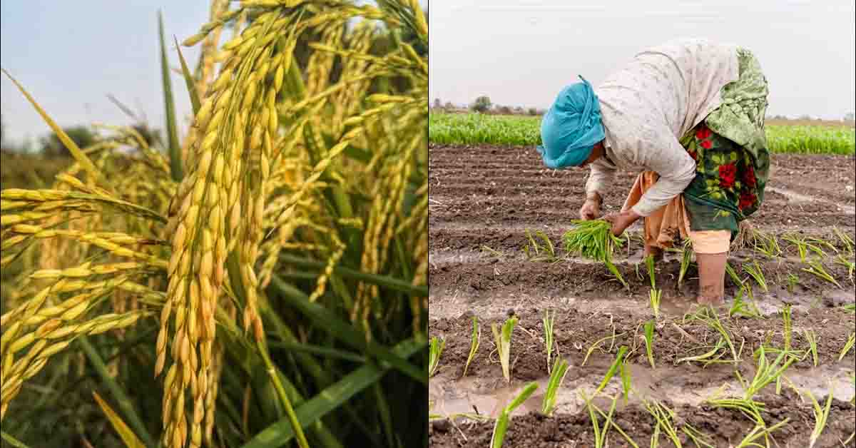 फसलों का अधिक उत्पादन प्राप्त करने के लिए अक्टूबर माह के कृषि संबंधी आवश्यक कार्य