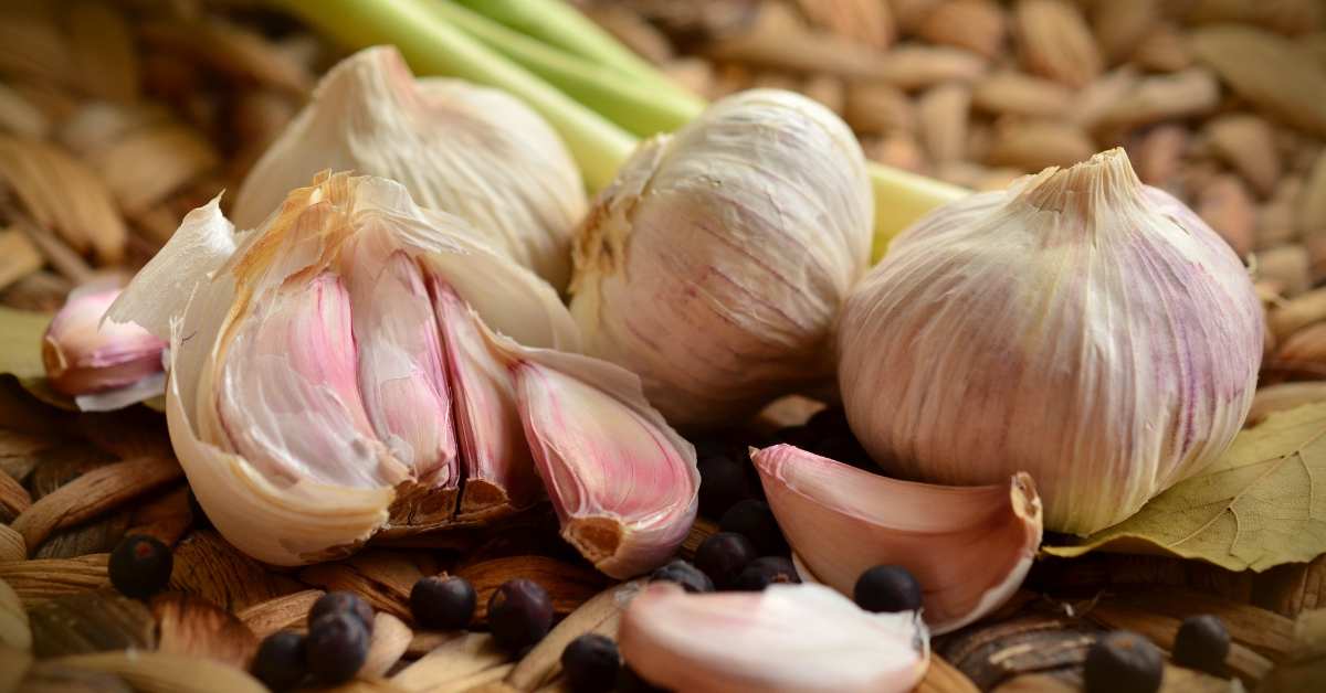 Detailed information about beneficial garlic crop for health