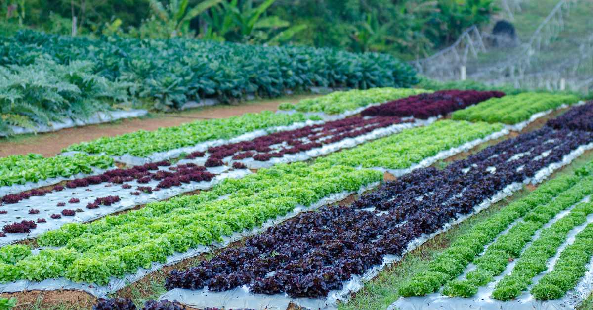 भारत में जैविक खेती के फायदे, चुनौतियाँ और भविष्य