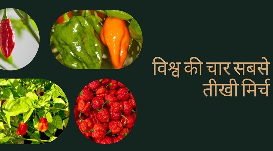  Let's learn about the world's spiciest chillies that is Known by the whole world 