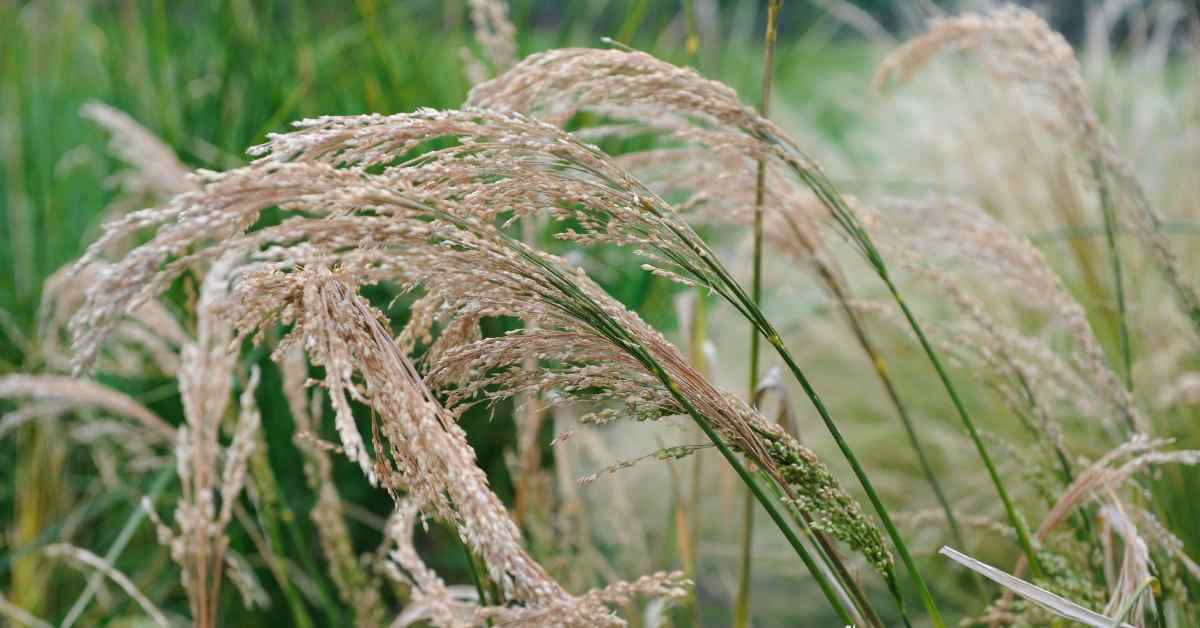 कुटकी (Panicum Sumatrense) की खेती: बुवाई, कटाई, और इसके पोषक तत्वों के फायदे