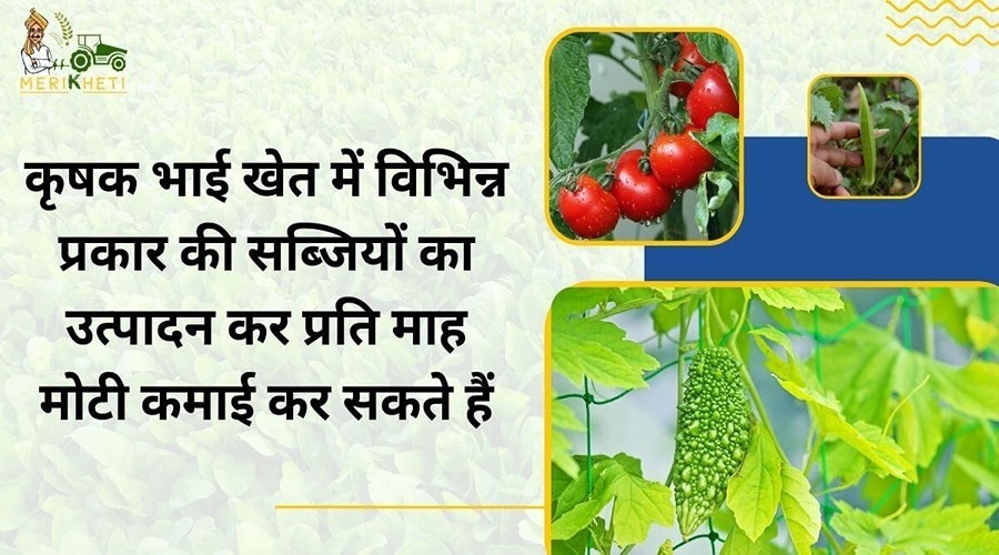 Farmers can earn big money every month by producing different types of vegetables in their fields.