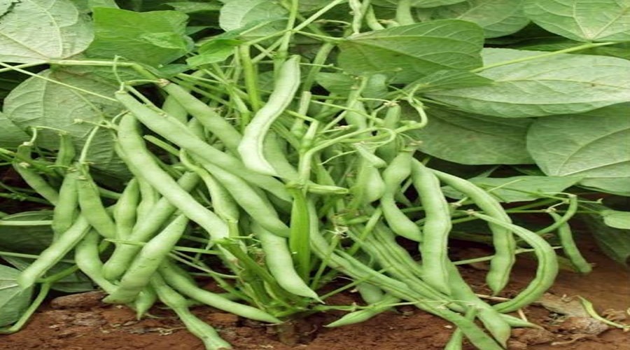 Cultivation of kidney and French beans is impossible without restricting the white stem rot disease.