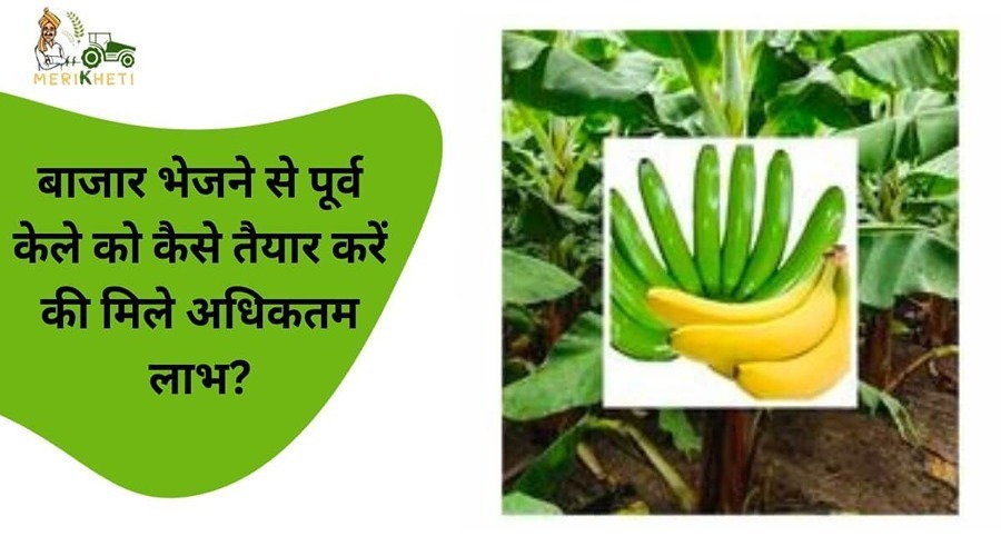 How to prepare bananas before sending them to the market so that they get maximum benefit?