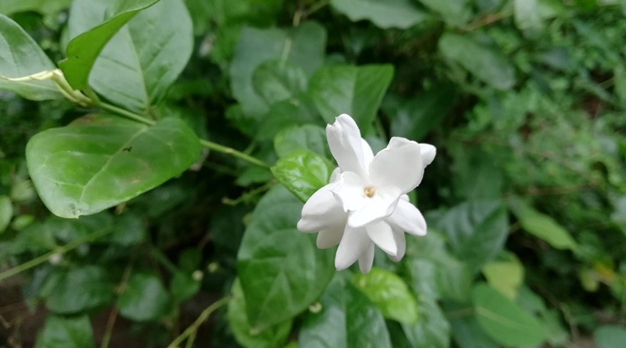 Know the benefits and downsides of Arabian Jasmine also known as Mogra flower.
