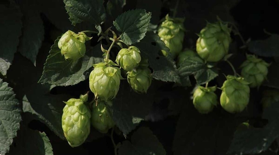 Know about the most expensive vegetable of world-hop shoots