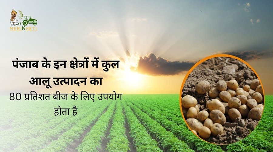 In these areas of Punjab, 80 percent of the total potato produced is used for seeds.