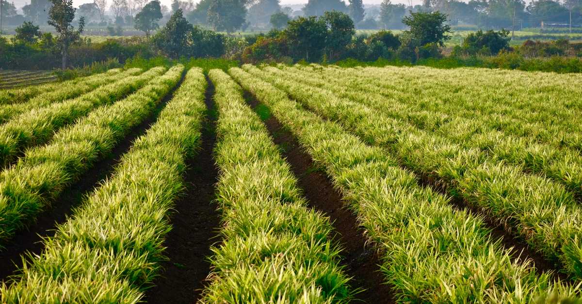 अदरक की खेती के लिए जलवायु, मृदा, उर्वरक, लागत और आय की जानकारी  