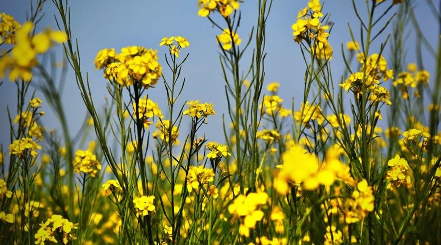 Huge Decline in the prices of oilseed mustard crops in India
