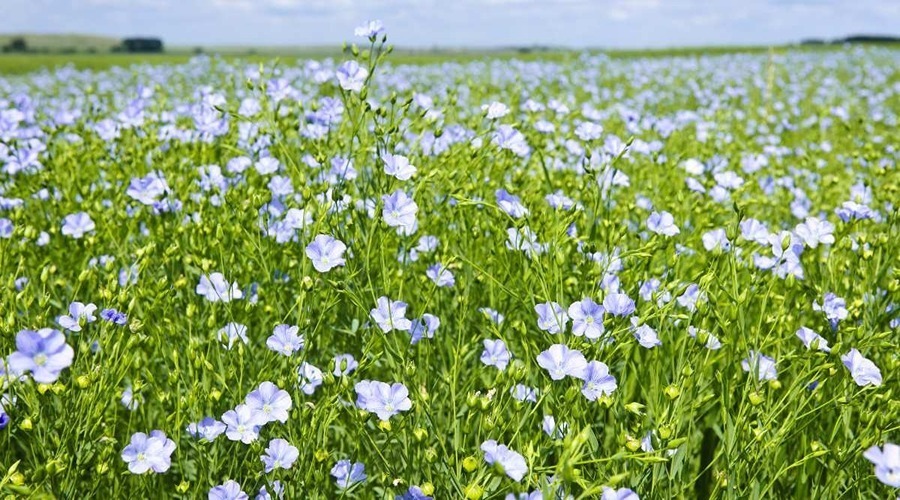  Important information related to linseed cultivation