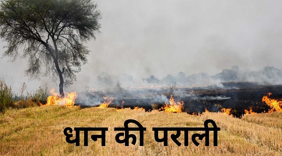 A farmer earned lakhs by properly managing paddy straw instead of burning it.