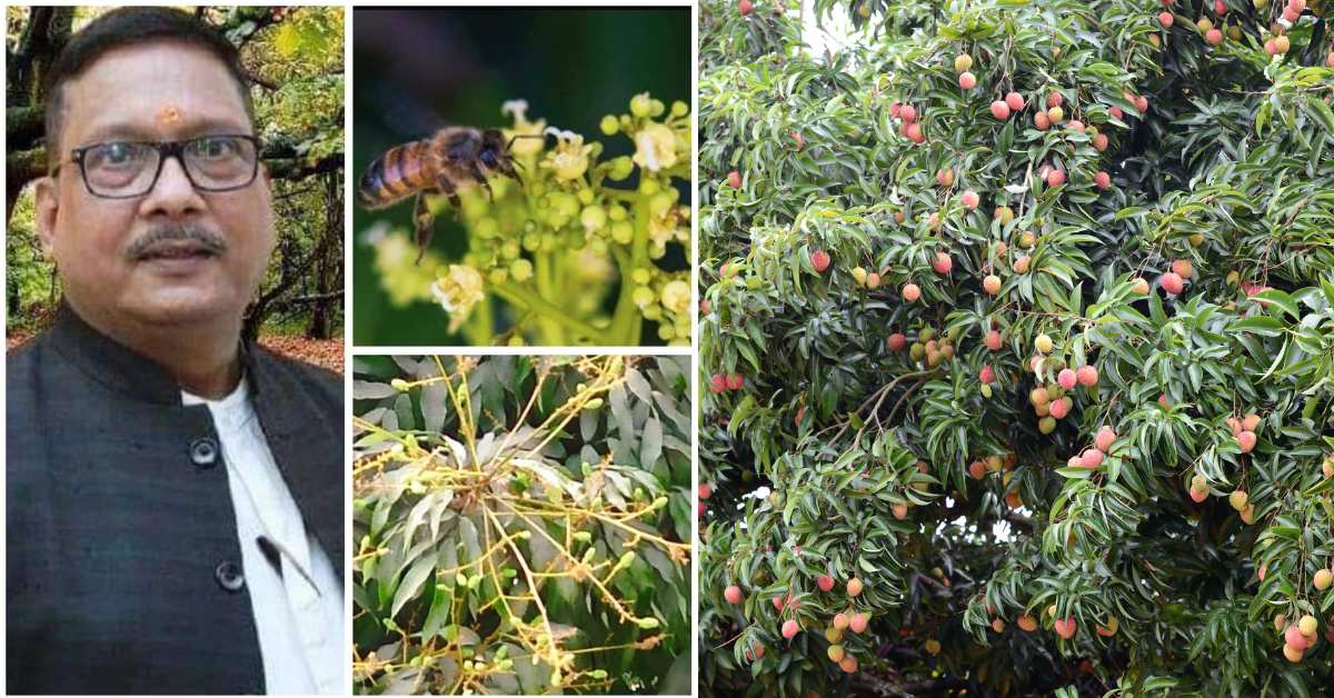 How to get more yield and quality fruits by doing flower management in Litchi?