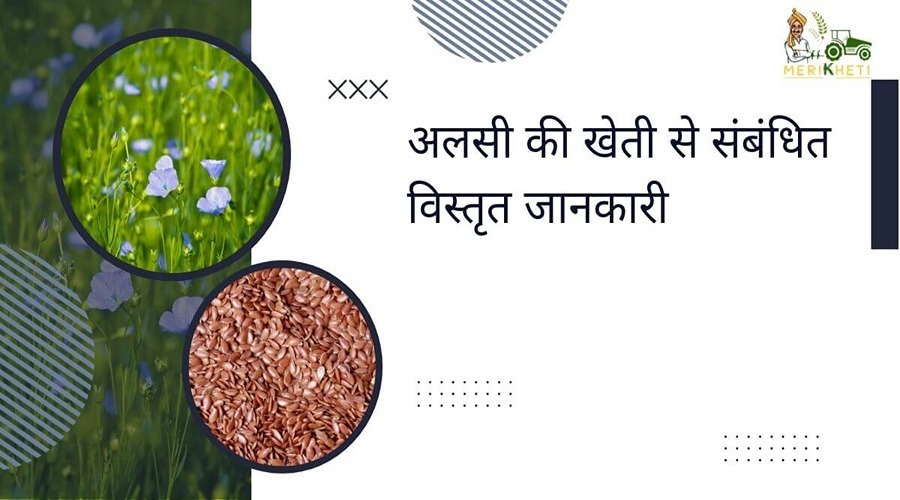 Detailed information related to flaxseed cultivation