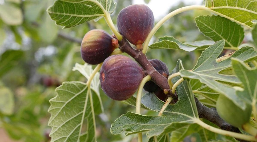Farmers can earn good profits from fig cultivation.