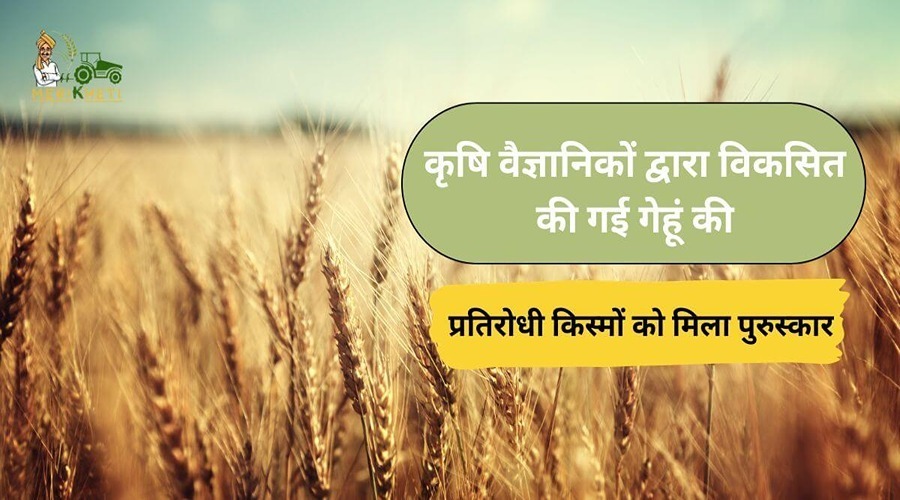 The resistant varieties of wheat developed by agricultural scientists got the award