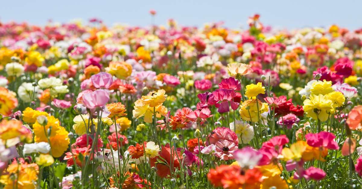 बागवानी: मौसमी आधार पर फूलों की खेती से जुड़ी अहम जानकारी