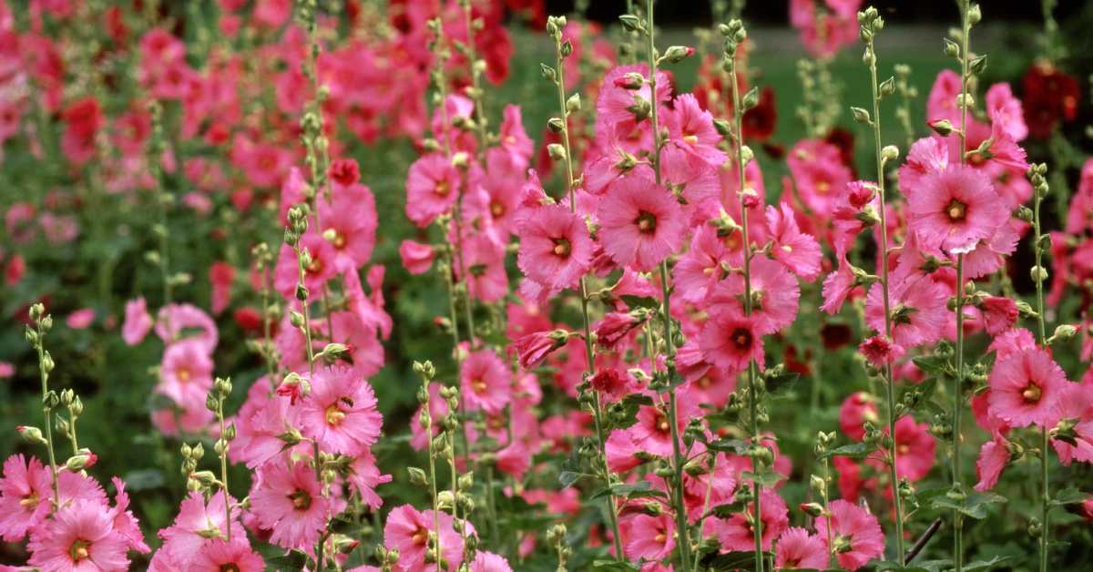 Complete information about the hollyhock plant