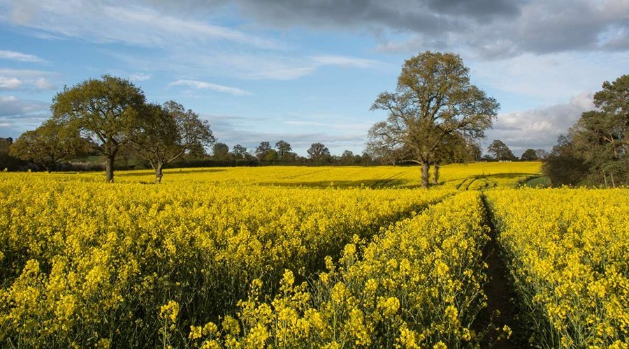  Use fertilisers in mustard crops like this