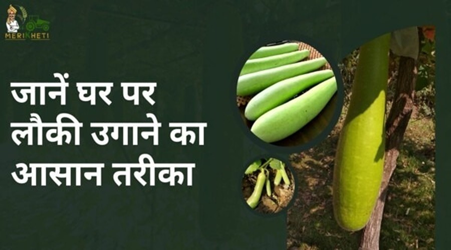Learn easy way to grow gourd at home