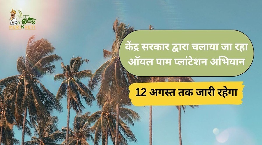 केंद्र सरकार द्वारा चलाया जा रहा ऑयल पाम प्लांटेशन अभियान 12 अगस्त तक जारी रहेगा