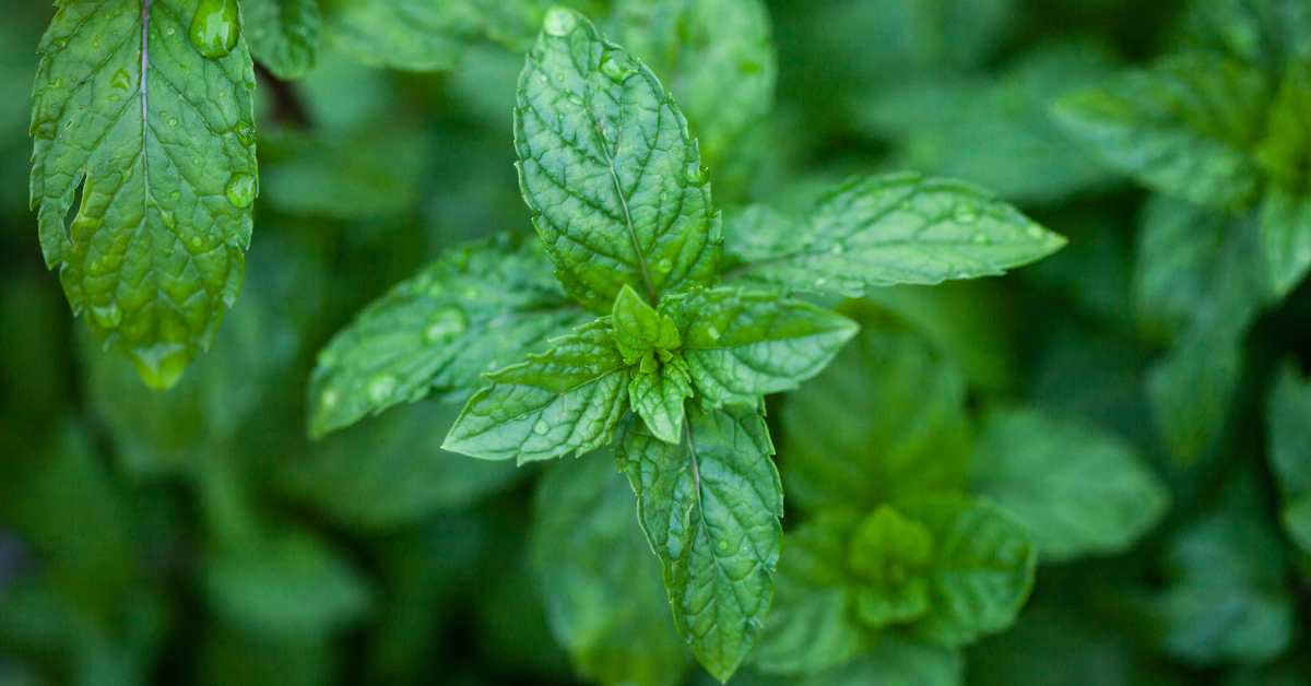 Complete information about mint cultivation which brings profit to the farmers.