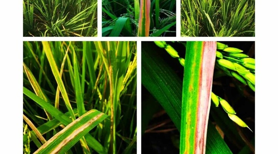  Bacterial Leaf Blight (BLB) is a very major and devastating disease of rice. How to control it?