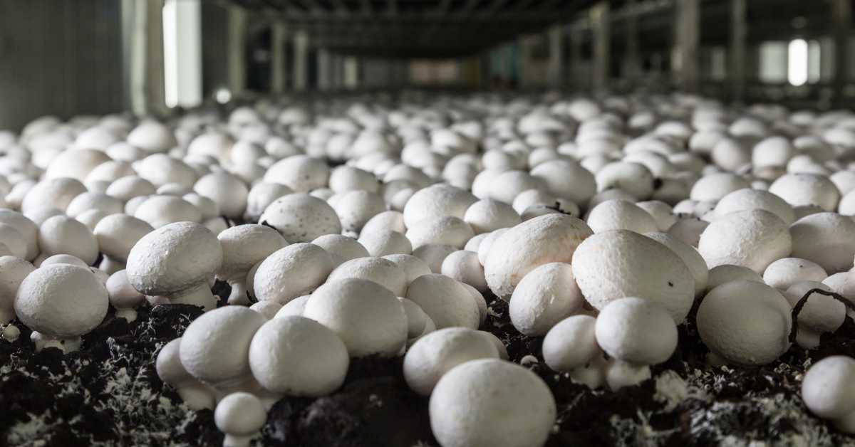  Learn about the three best techniques for mushroom production