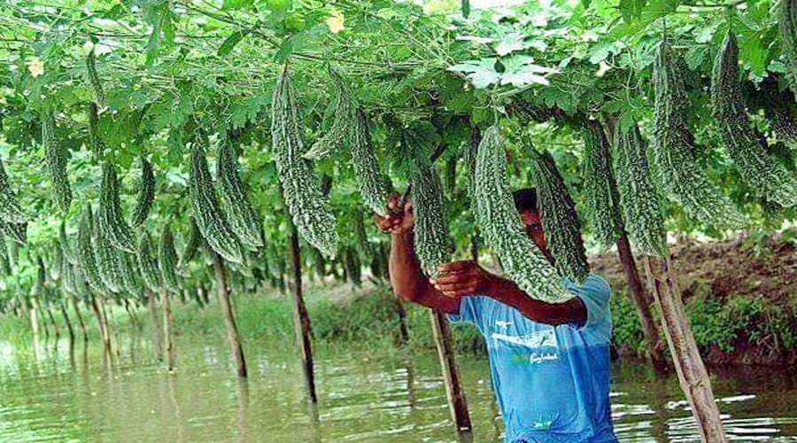 करेला देगा नफा, आवारा पशु खफा - करेले की खेती की संपूर्ण जानकारी