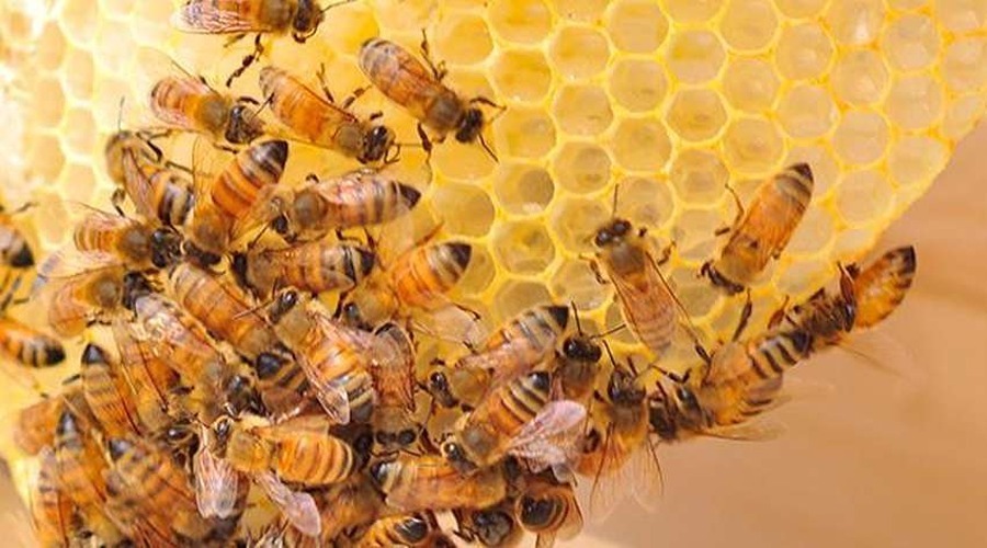 मधुमक्खी पालन को 500 करोड़ देगी सरकार
