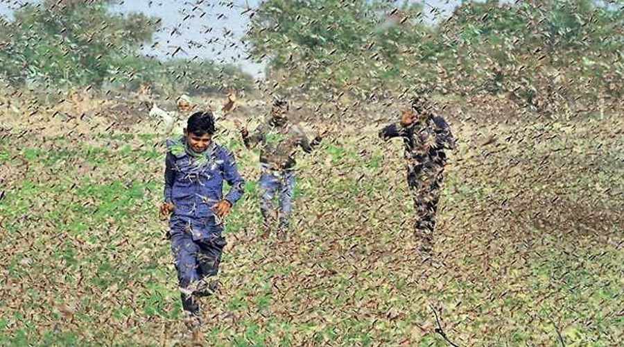 टिड्डी दल के खिलाफ अभियान