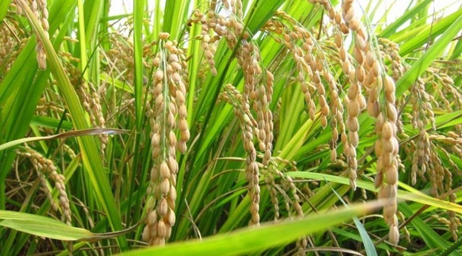 पिछले साल की तुलना में चावल का रकबा 47.60 लाख हेक्टेयर अधिक रहा