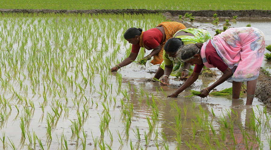 धान की खेती छोड़ने वाले किसानों को ₹2000  देगी हरियाणा सरकार