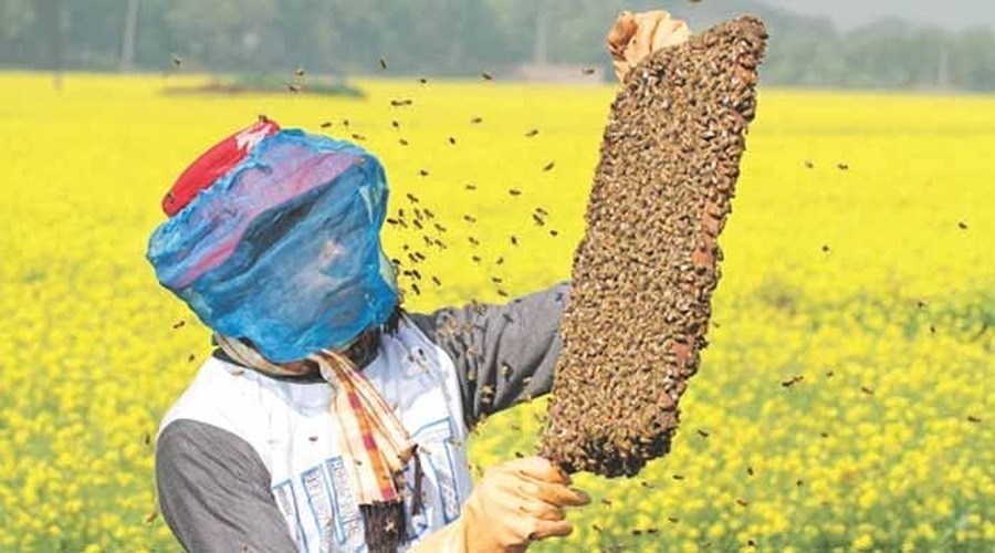 मधुमक्खी पालन कारोबार को संबल देगी हरियाणा सरकार की नई योजना