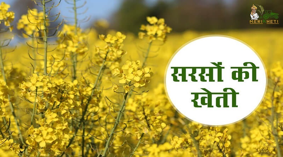 सरसों की खेती (Mustard Cultivation): कम लागत में अच्छी आय