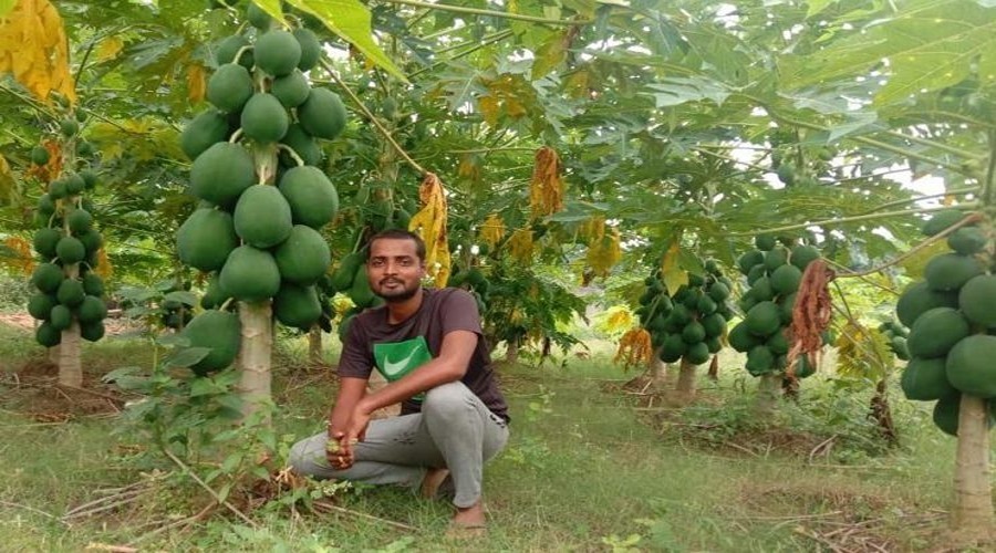 रायपुर:पपीते की खेती कर अंकित बने सफल किसान दूसरे कृषकों को कर रहे है प्रोत्साहित  
