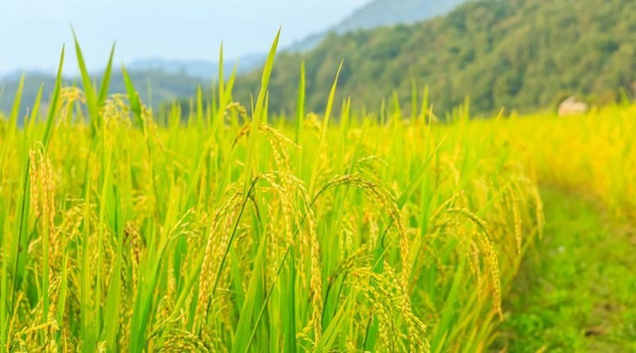 बीमारियों के कारण चावल की उपज के नुकसान को कम करने के लिए एक टीके की ओर बढ़ते कदम