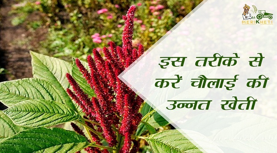 इस तरीके से करें चौलाई की उन्नत खेती (cultivation of amaranth), गर्मी के मौसम में होगी मनचाही कमाई