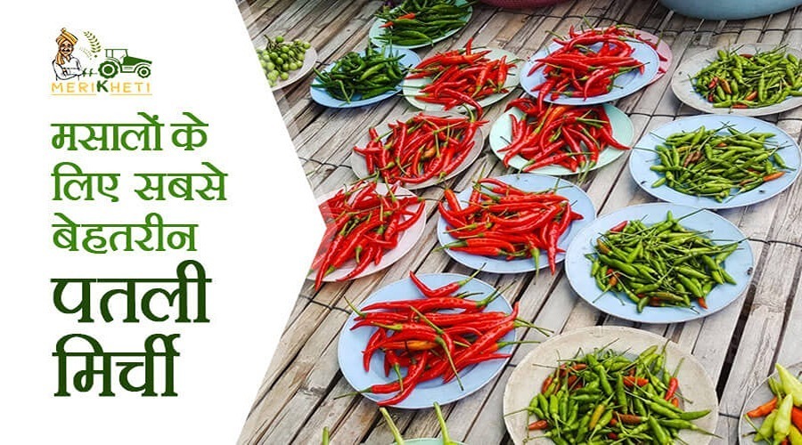 मसालों के लिए सबसे बेहतरीन पतली मिर्च की सर्वश्रेष्ठ किस्में [Chili pepper varieties best for spices]