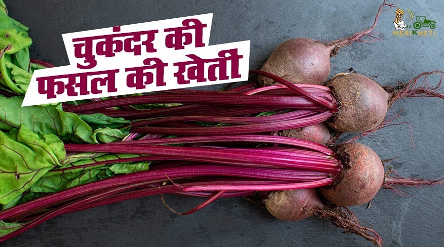 चुकंदर की खेती - Chukandar (Beet Root Farming information in Hindi)