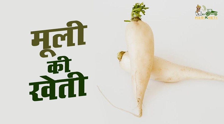 मूली की खेती (Radish cultivation in hindi)
