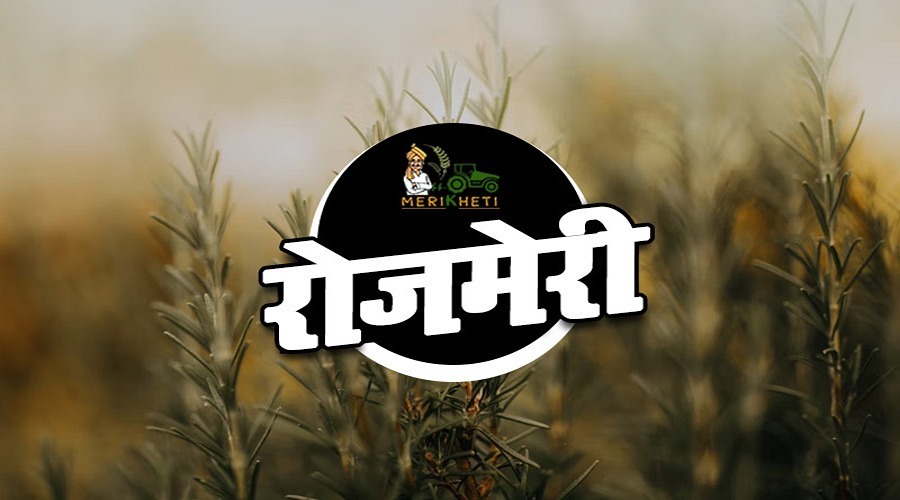 रोज़मेरी - सुगंधित पौधे की खेती (Rosemary Aromatic Plant Cultivation Info in Hindi)