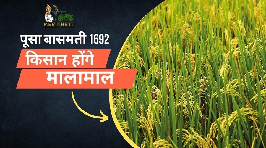 पूसा बासमती 1692 : कम से कम समय में धान की फसल का उत्पादन