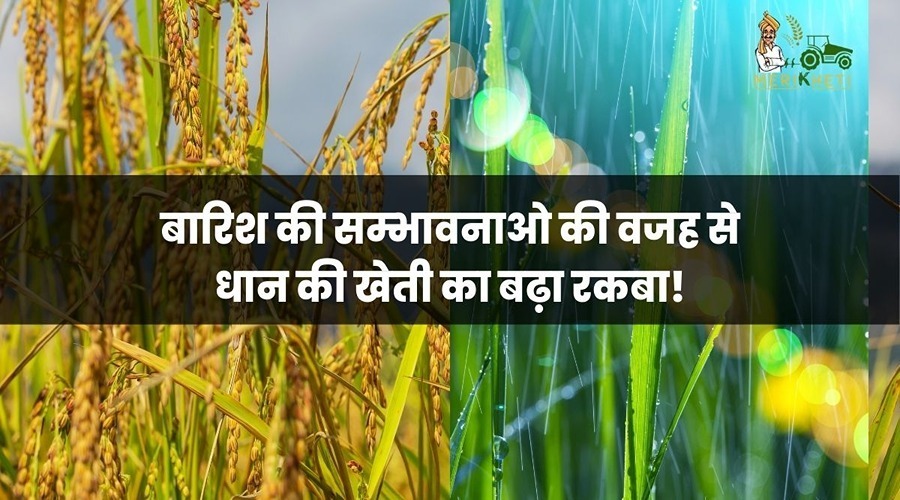 मौसम विभाग के अनुसार इस बार पर्याप्त मात्रा में होगी बारिश, धान की खेती का बढ़ा रकबा