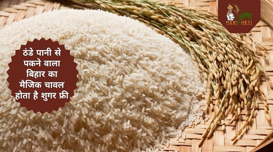 ठंडे पानी से पकने वाला बिहार का 'मैजिक चावल' होता है शुगर फ्री, होती है खूब कमाई