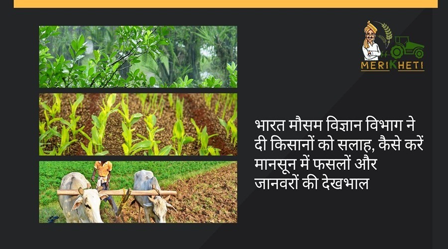 भारत मौसम विज्ञान विभाग ने दी किसानों को सलाह, कैसे करें मानसून में फसलों और जानवरों की देखभाल