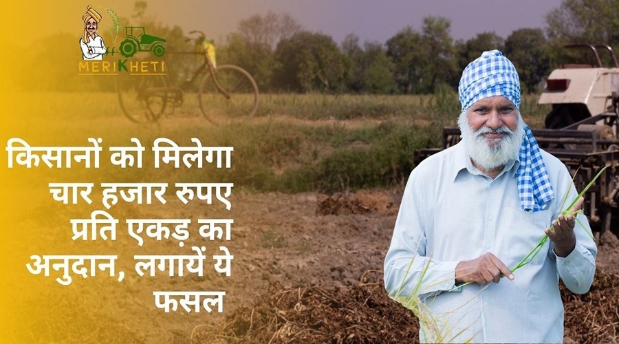 किसानों को मिलेगा चार हजार रुपए प्रति एकड़ का अनुदान, लगायें ये फसल