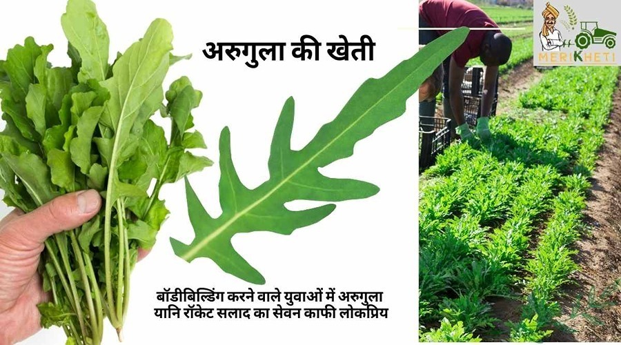अरुगुला की खेती की जानकारी | How To Grow Arugula (Rocket Leaves) In Hindi