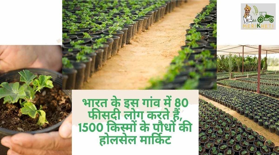 भारत के इस गांव में 80 फीसदी लोग करते हैं 1500 किस्मों के पौधों की होलसेल मार्किट