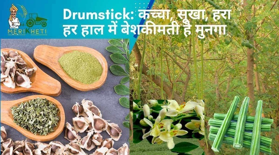 Drumstick: कच्चा, सूखा, हरा हर हाल में बेशकीमती है मुनगा